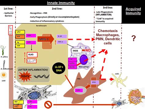 Rosacea Sequence Of Inate Immune Events In Rosacea Pathogenesis Prr