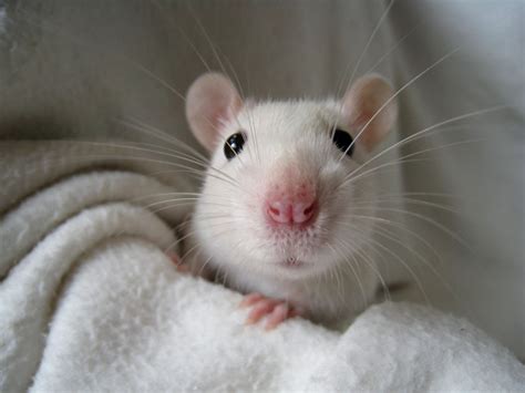 18 Adorable Rat Pics Proving That They Can Be The Cutest Pets Ever