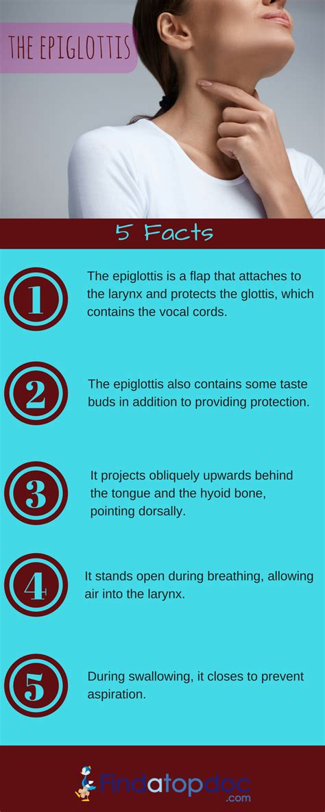 Epiglottitis Symptoms Causes Treatment And Diagnosis Findatopdoc