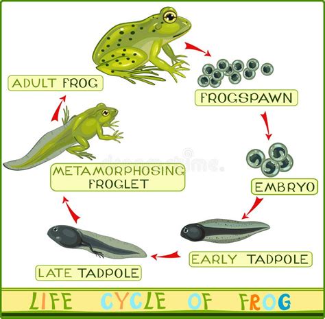 Lebenszyklus Des Frosches Vektor Abbildung Illustration Von Schleife