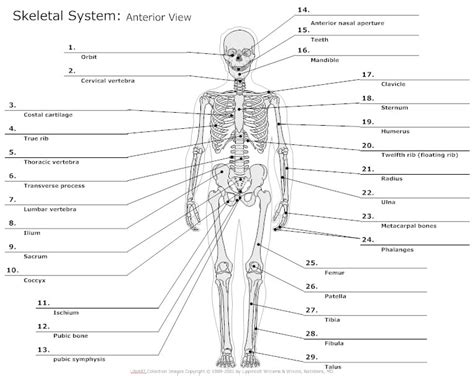 You can click the image to magnify if you cannot see clearly. Anatomy Chart - Typical Uses for Anatomy Charts