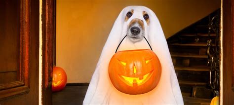 Halloween Ghost Dog Trick Or Treat Campagnia