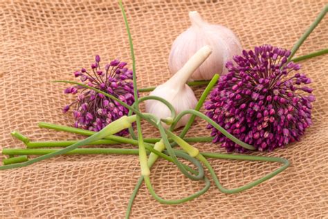 Garlic Flowers Information And Facts Delicious And Beautiful