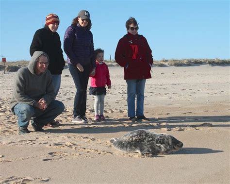 Small Gray Seal Spotted At Atlantic Beach In Amagansett 27 East