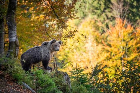 Brown Bear In Autumn Forest Stock Photo Image Of Nordic Grizz 161650218