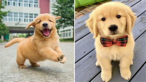 Funniest And Cutest Golden Retriever Puppies 26 Funny Puppy Videos 2020