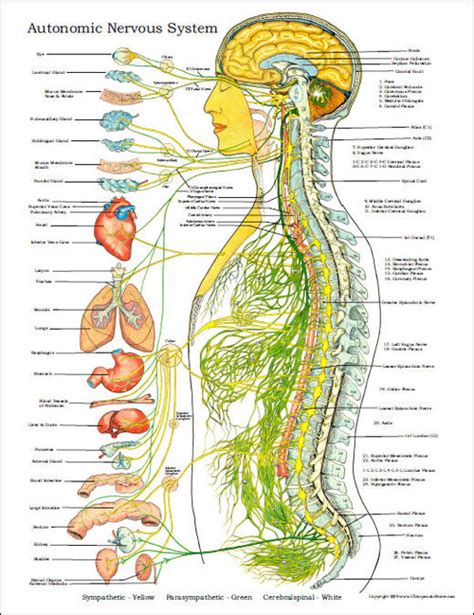 Autonomic Nervous System Poster Clinical Charts And Supplies