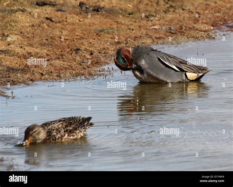 Mature Male Eurasian Or Common Teal Anas Crecca Preening His Feathers