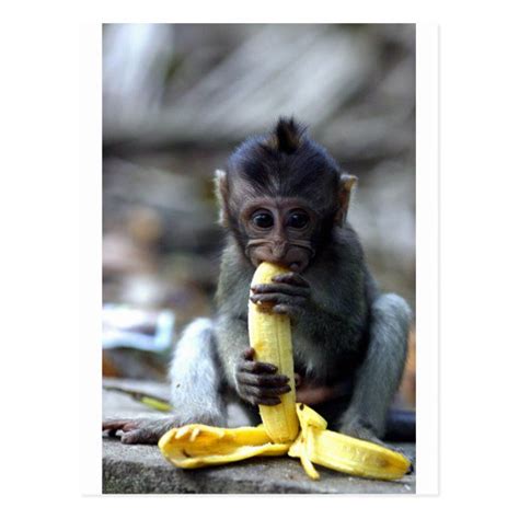 Cute Baby Macaque Monkey Eating Banana Postcard Macaque