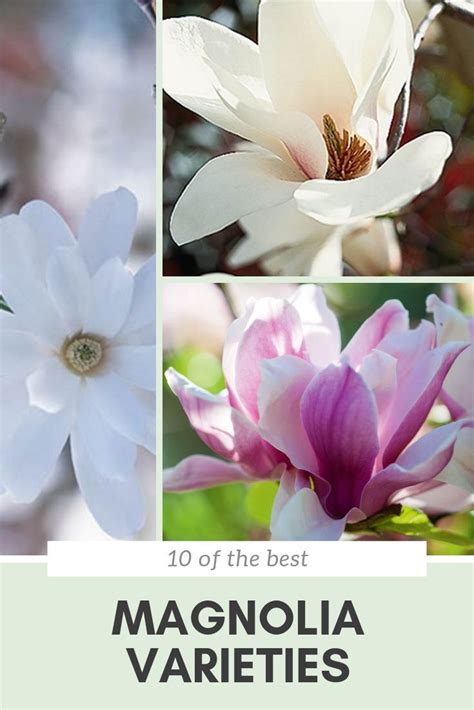 Magnolias Varieties 10 Tree To Try In Your Garden Magnolia Tree