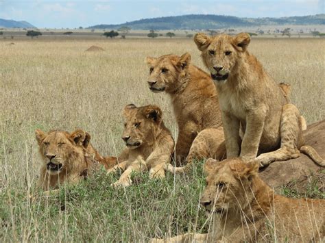 The Serengeti Lions Wild Cats Animals Wild Lions