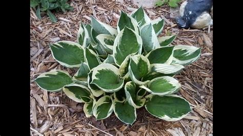 Early Spring Is Best Time To Divide Hosta Youtube