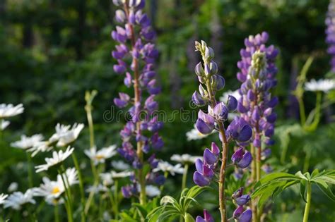 Lupin Flowers Grow On The Meadow Summer Scene Stock Photo Image Of