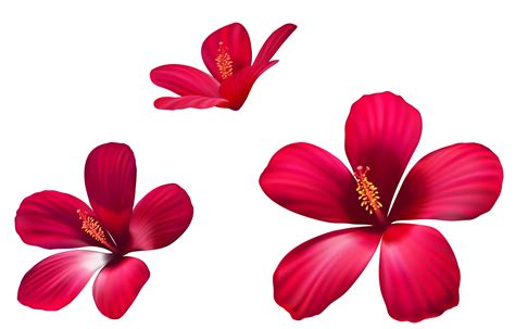 Transmetalation is an organometallic reaction where ligands are transferred from one species to another. Exotic Pink Flowers PNG Clipart Image | Gallery ...