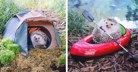 azuki the pygmy hedgehog packs his tiny bags and goes camping