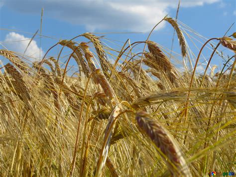 Grain Field Image Grain Images Cereal Plant Ear № 32557 Torangebiz