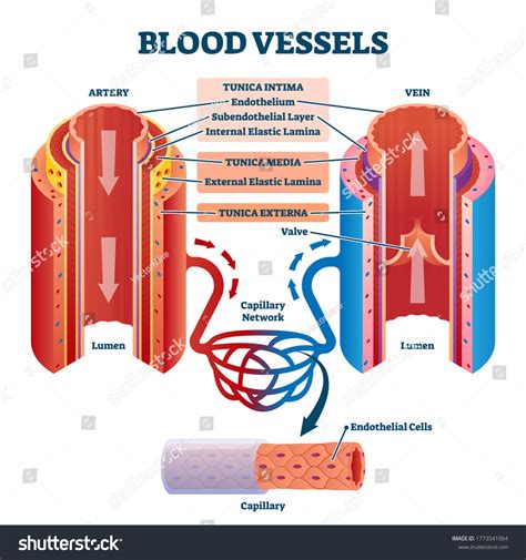 Arteries Veins And Capillaries Comparison