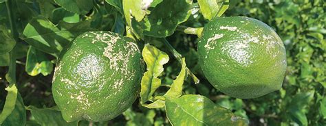 We did not find results for: Citrus Enthusiast: Common Citrus Diseases & Pests