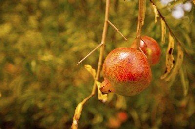 Those are covered by a hard pericarp and contain a great number of. Pomegranate Tree Leaf Loss - Common Reasons A Pomegranate ...