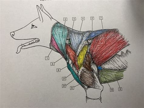 The Forelimb Superficial Muscles Of The Canine Should And Arm