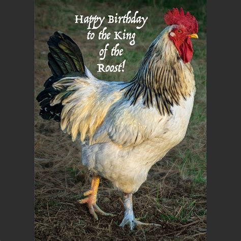 Happy Birthday Rooster Birthday Greetings Cards And