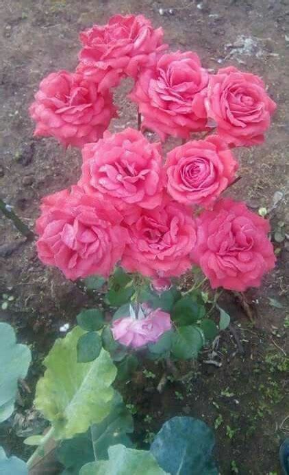 Full Sun Exposure Pink Rose Plant Summer Bloom At Rs 60bag In