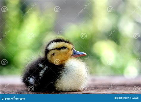 Baby Duck Cute Baby Duck Selective Focus Stock Image Image Of Grass