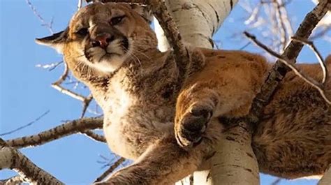 Cougar Decimates Herd Canada News