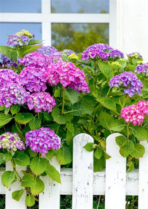 9 Best Flowering Shrubs to Plant for Great Curb Appeal ...
