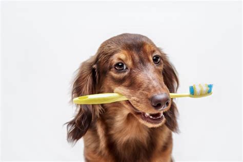 The Benefits Of Good Pet Dental Hygiene Valley Animal Hospital