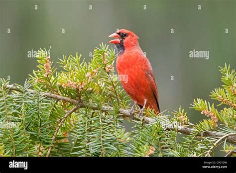 Singing Cardinalis Cardinalis Hi Res Stock Photography And Images Alamy