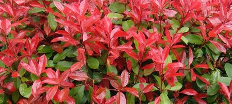 Check spelling or type a new query. Photinia x fraseri red robin - Care Transplanters ...