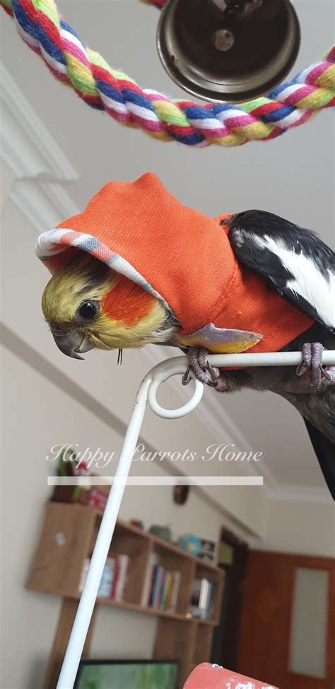 Hoodie Birdie Pet Clothing Parrot Bird Hoodie For African Grey Etsy