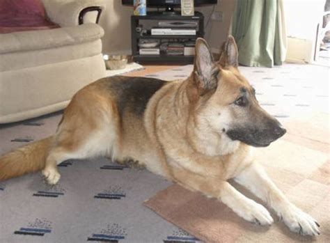 It's all about saving lives one step at a time! More German Shepherd Puppies and Dogs that have found new ...