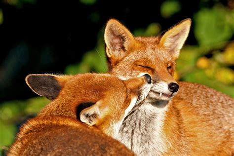 Red Fox Breeding Mating And Monogamy Wildlife Online