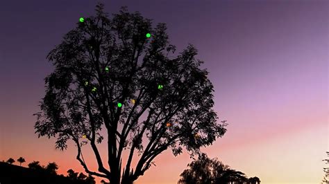 Free Photo Magic Tree Light Magic Nature Free Download Jooinn