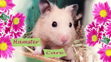 Hamster Care Youtube