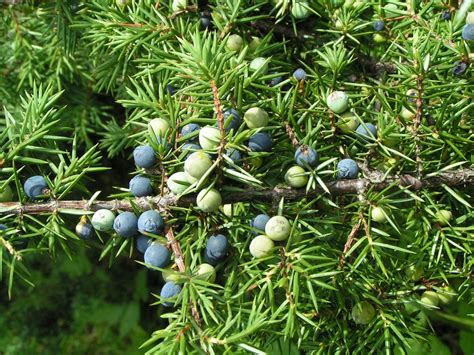Types Of Juniper Shrubs What Are The Best Junipers For Zone 7