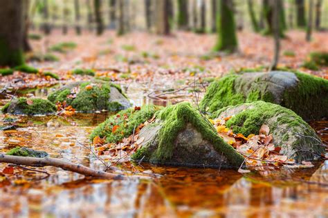 Mossy Rocks In Swamp Stock Image Colourbox