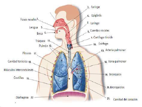 Esquema Del Aparato Respiratorio Con Nombres Respiratory System Images And Photos Finder
