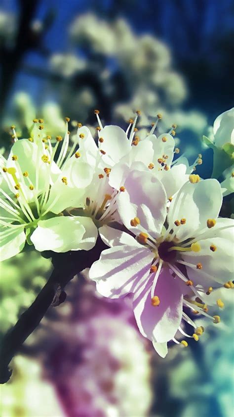 Free Download 25 Spring Iphone Wallpapers 750x1334 For Your Desktop