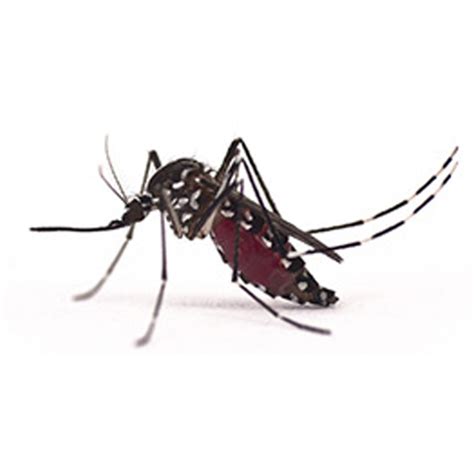 Asian Tiger Mosquito Pest Management Systems Inc
