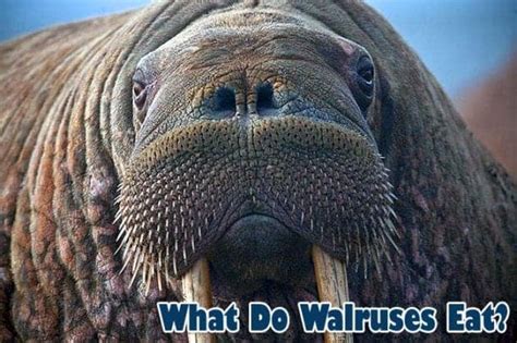 What Do Walruses Eat What Eats Walruses Walrus Diet Bioexplorer