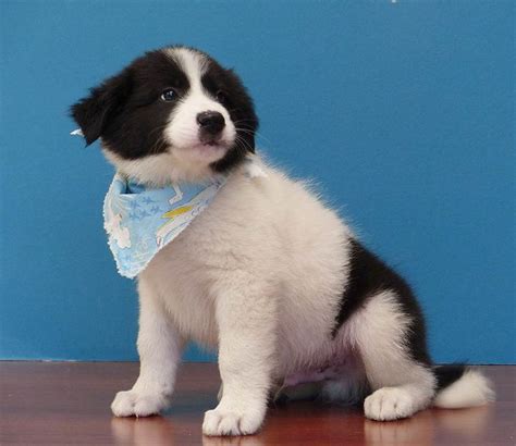 Poncho The Great Pyrenees Border Collie Mix Dogperday Border
