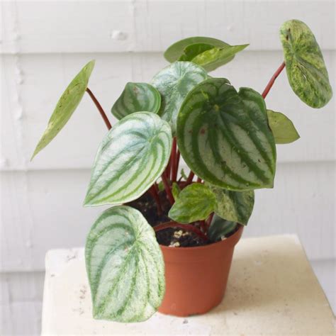 Maybe you would like to learn more about one of these? Peperomia Party: A Guide to Peperomia | Leaf and Paw