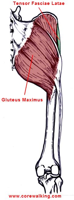 Gluteus Maximus Muscle Everyone Needs A Butt