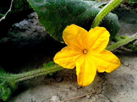 Free Picture Cucumber Flower