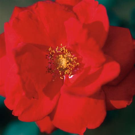 Rosa ‘ramblin Red Climbing Rose Maple Hill Nursery