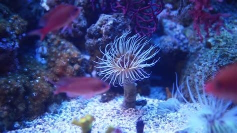 Sea Anemones Are Group Of Stock Footage Video 100