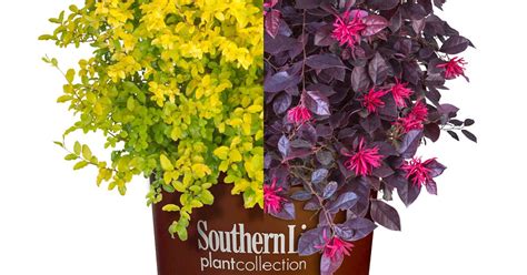 Plant Combinations Sunshine Ligustrum And Purple Daydream Loropetalum